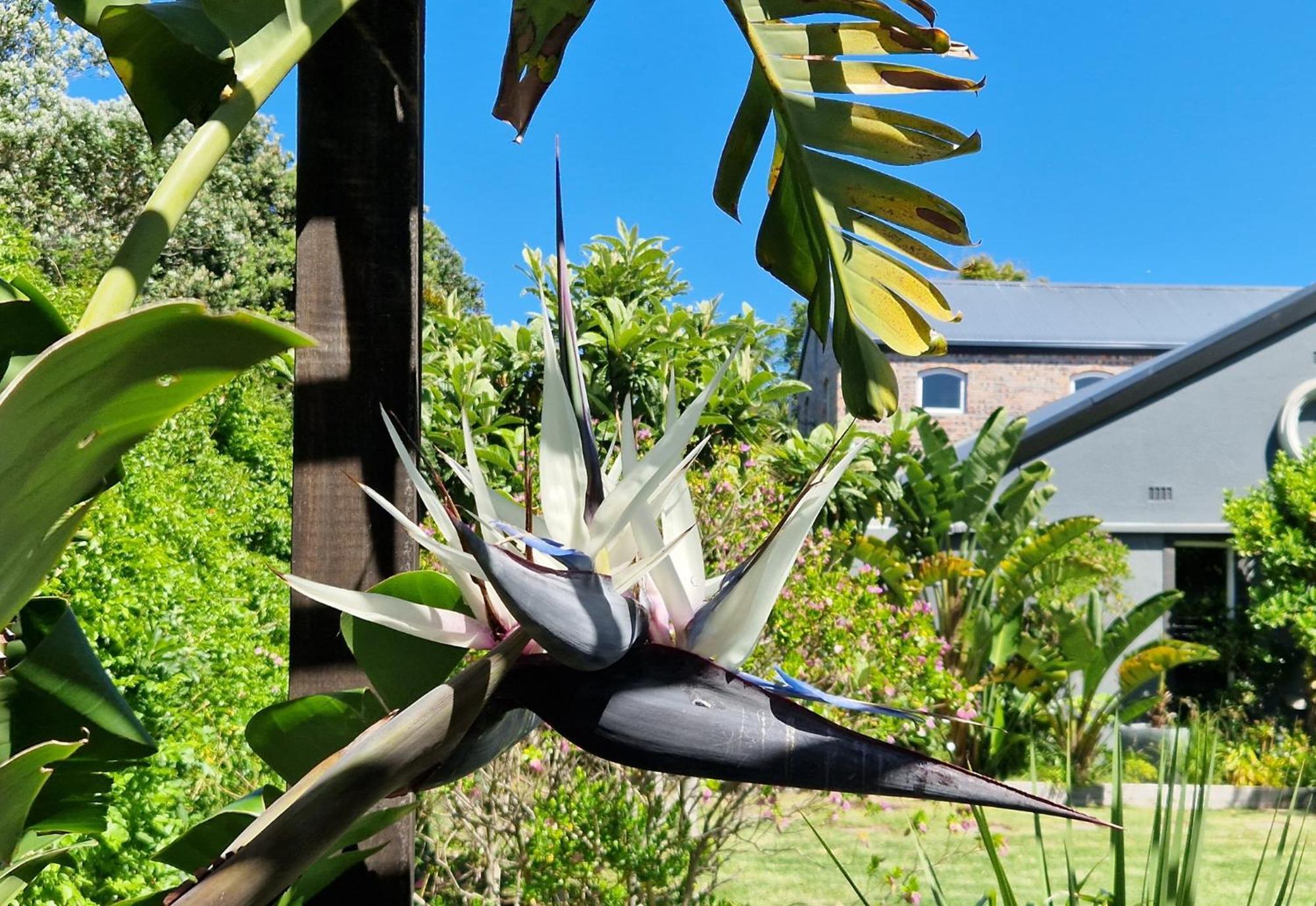 Clement One, A Villa For Family & Friends Cape Town Bagian luar foto